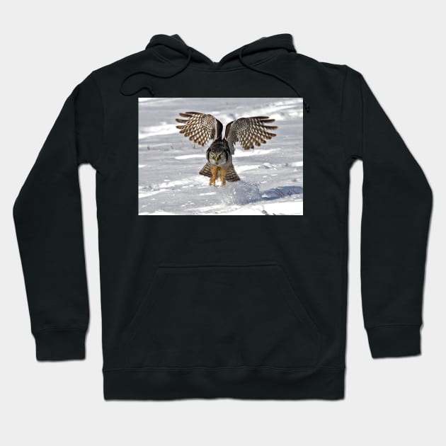 Snow Blast - Northern Hawk owl Hoodie by Jim Cumming